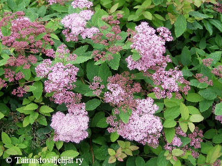 Spiraea japonica'Odensala'